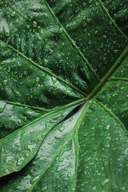 绿色的叶子图片下载