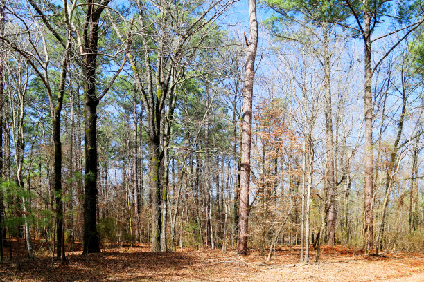 阳光明媚的路边森林清明，秋日林木景区公园林地图片下载
