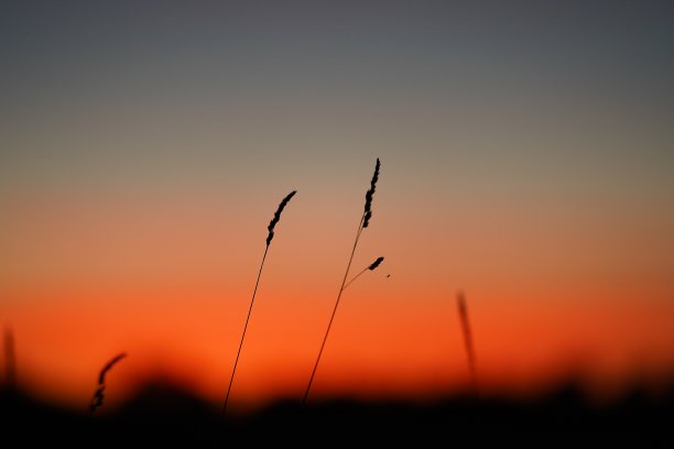 两个孤独的小穗在田野和日落的天空的背景下生长，图片下载