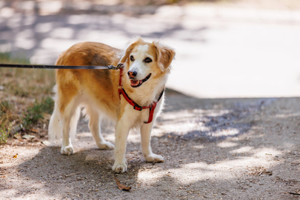 这是散步的好天气图片下载