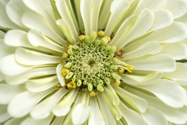 Zinnia在宏观图片下载