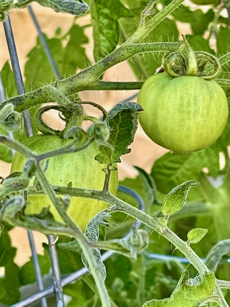 西红柿葡萄树图片下载