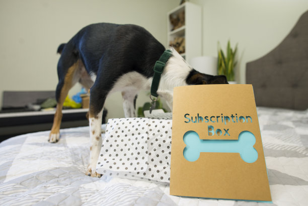 狗和订阅箱图片下载