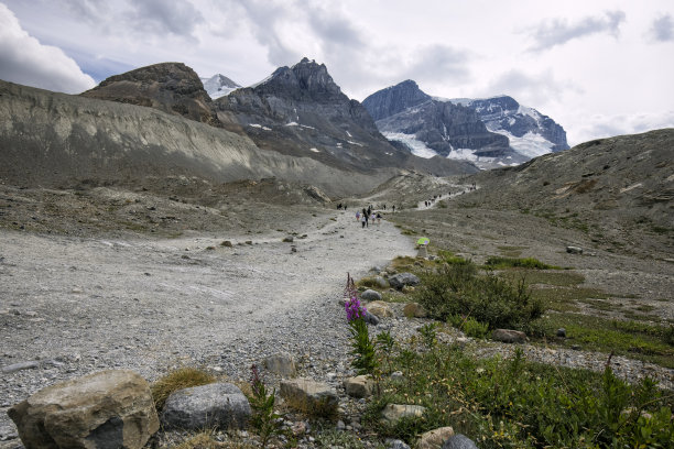 夏天在哥伦比亚冰原徒步旅行，贾斯珀国家公园，AB，加拿大图片下载