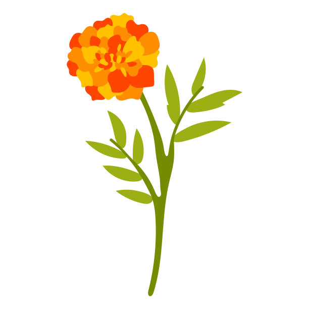 橙色康乃馨花平质高图片下载