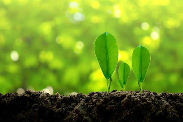 全景绿色的小植物正从肥沃的土壤中生长到晨光中，模糊的背景下，生态的概念。图片下载