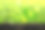 全景绿色的小植物正从肥沃的土壤中生长到晨光中，模糊的背景下，生态的概念。图片下载