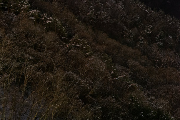 五颜六色的树被雪覆盖，看起来像日本的樱花图片下载