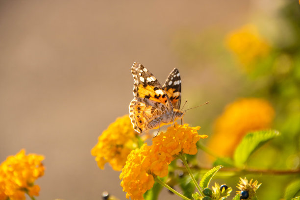 蝴蝶在黄花上图片下载