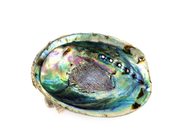 鲍鱼在工作室图片下载