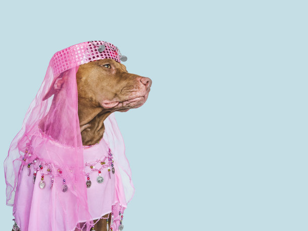 可爱的，漂亮的棕色小狗和派对礼服图片下载