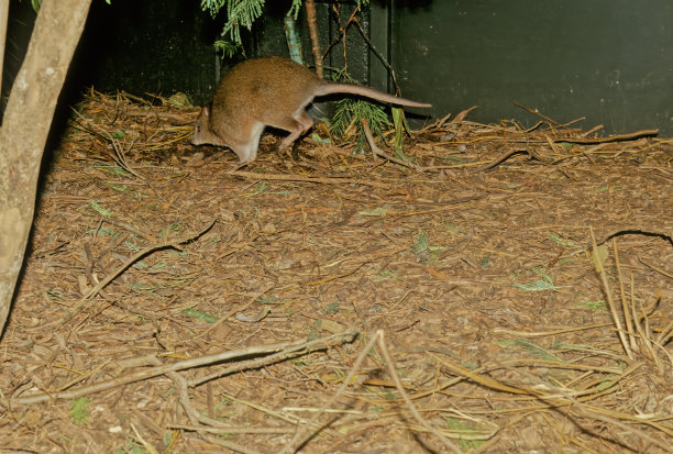 长的potoroo图片下载