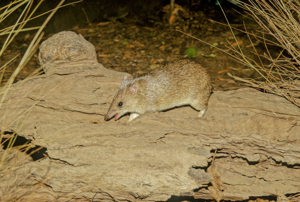 金色班迪库特图片下载