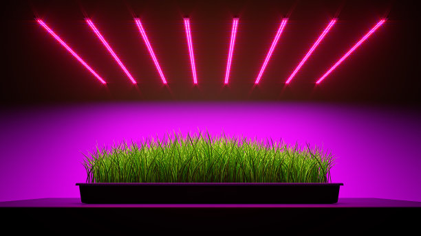 青葱植物在LED灯下生长。三维演示图片下载