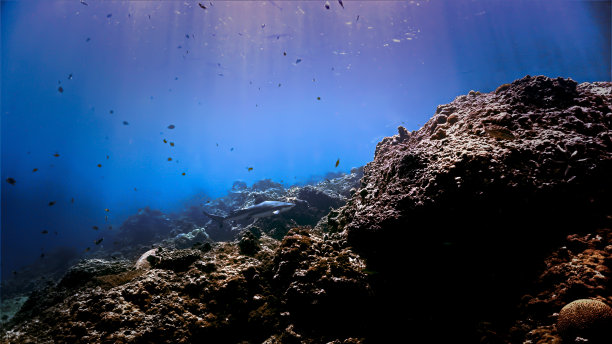 一条黑尖礁鲨在珊瑚礁上图片下载