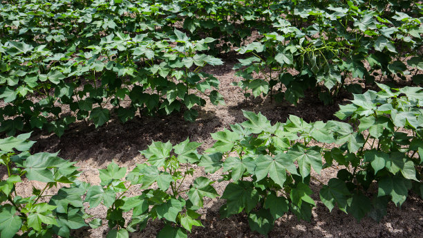 关闭棉花种植图片下载