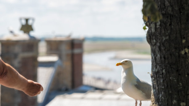 阳光灿烂的日子，海鸥等待着人们的食物图片下载