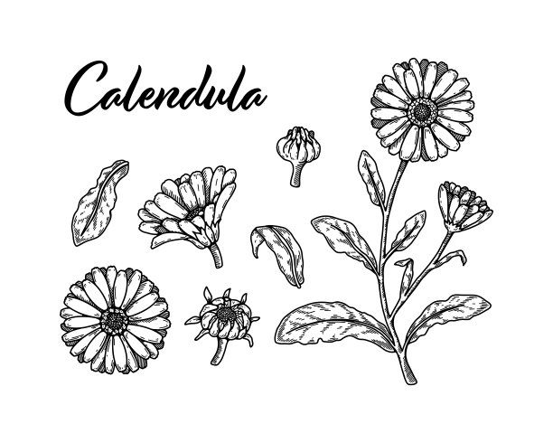 一套手绘金盏花。矢量插图在素描风格。现实详实的植物设计元素图片下载