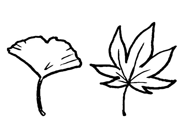 手绘风格的银杏线画和秋叶图片下载
