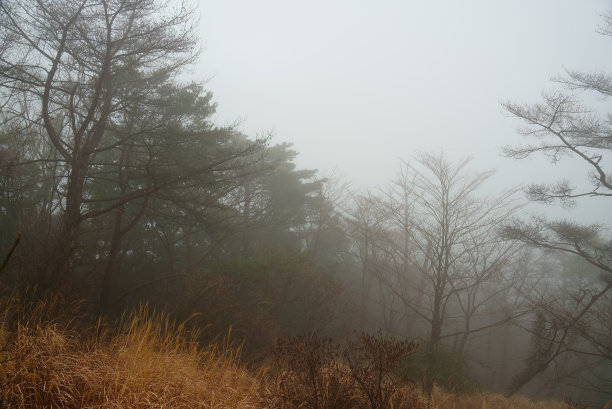 黑雾森林图片下载