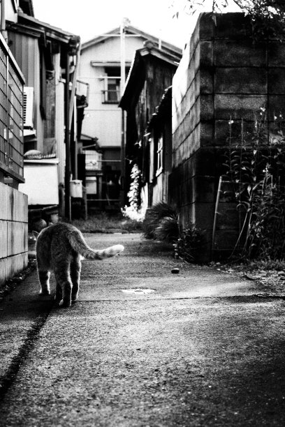 日本一条小巷里的猫图片下载