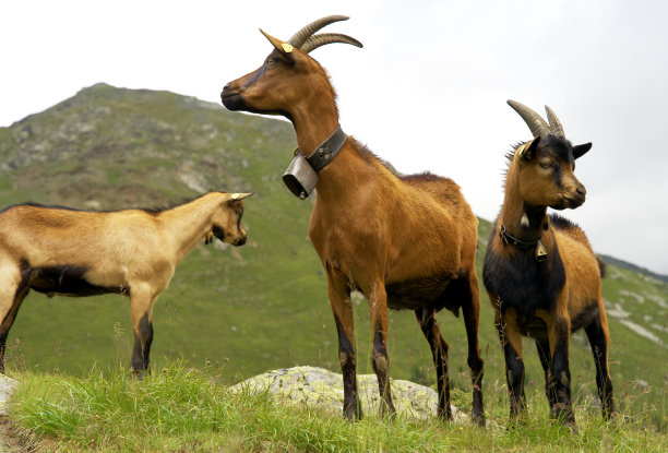在sudtirol的高山牧场上一群山羊的特写图片下载