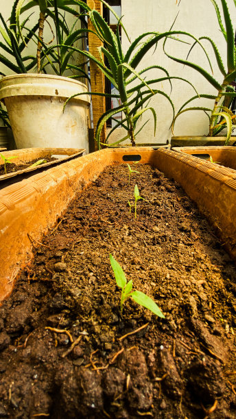 幼苗在土壤中的照片图片下载