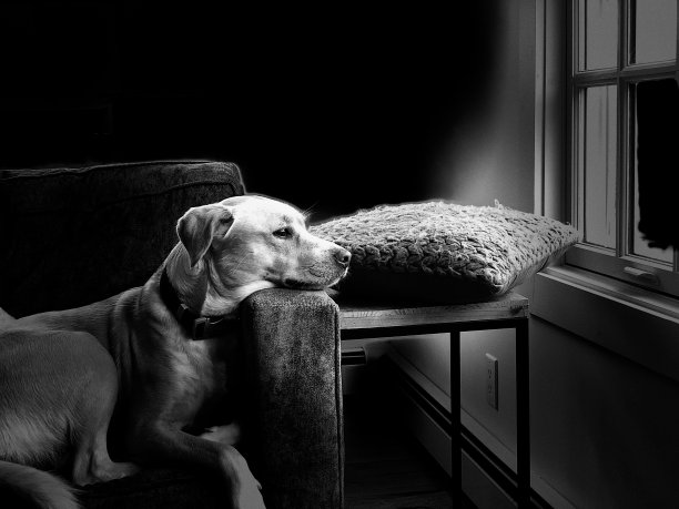 狗狗望向窗外图片下载