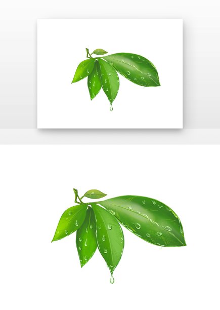 手绘露水树叶图片下载