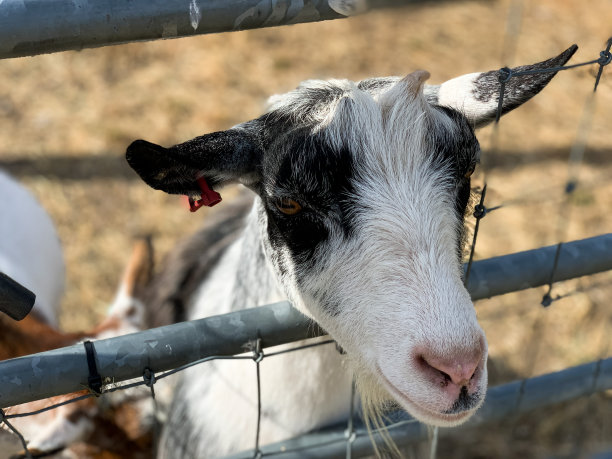 山羊关闭图片下载