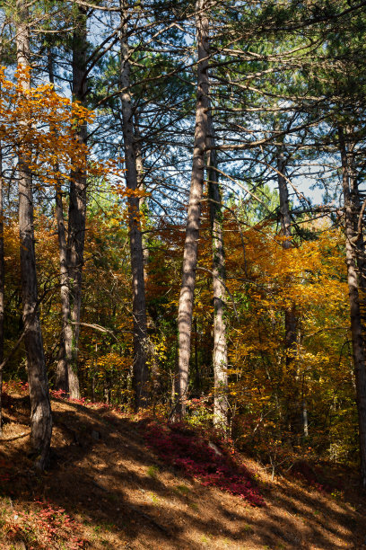 秋天的混交林。落叶和松树林。图片下载