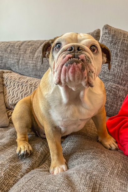 年轻的女斗牛犬在沙发上图片下载