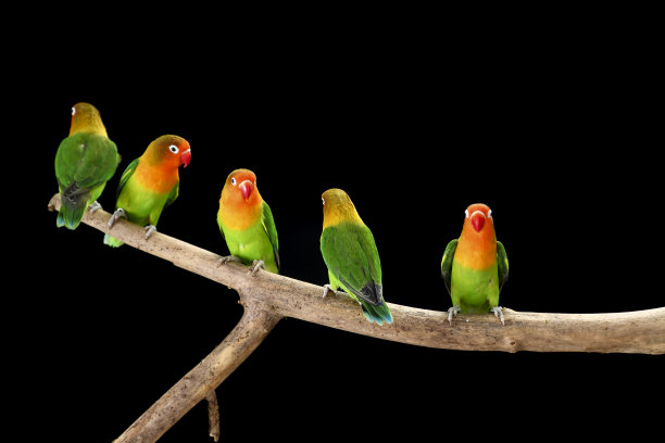 费舍尔的爱情鸟图片下载