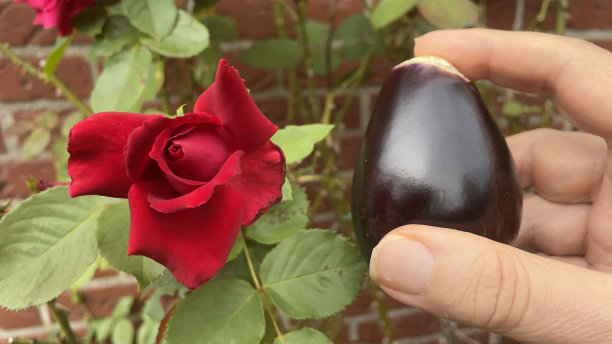 拿着一个很小的茄子图片下载