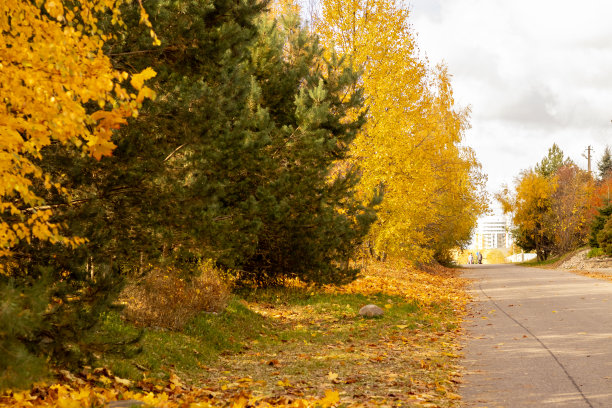 秋天美丽的树叶背景是黄叶图片下载