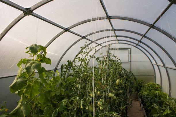 番茄灌木和黄瓜在塑料透明温室的苗床上图片下载