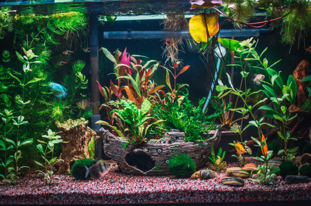 一个巨大的丛林水族馆图片下载