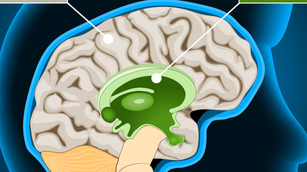 大脑从爬行动物的大脑进化到边缘图片下载