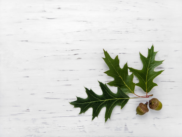 秋天的概念。秋天的橡树叶和橡子在白色的陈旧的背景。本空间图片下载