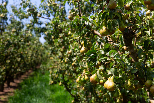晴天果园里的梨树图片下载