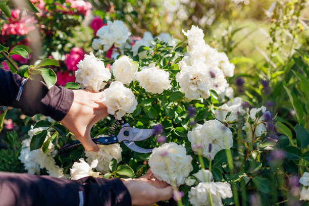 女人在夏天的花园里修剪盛开的玫瑰花。园丁修剪工具的使用。雪芭蕾舞玫瑰图片下载