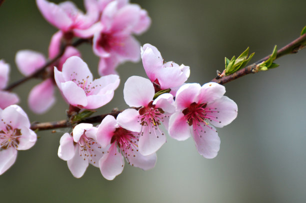 树枝上的桃花图片下载