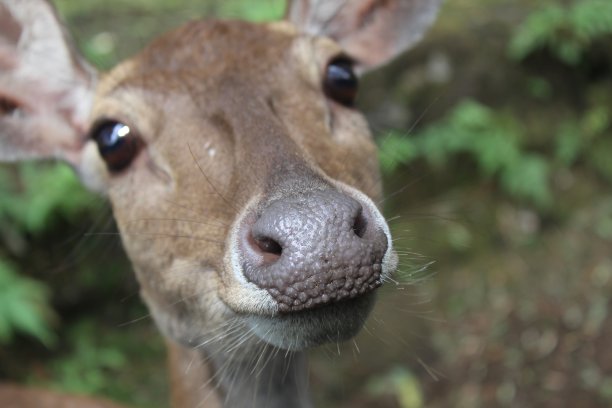 鹿的肖像图片下载