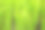 在稻田里种植水稻。图片下载