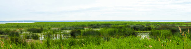 沼泽湾湖泊景观秸秆草，甘蔗。鸟窝选址，全景图片下载