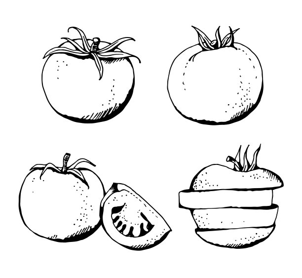 番茄set hand drawn蔬菜隔离图片下载