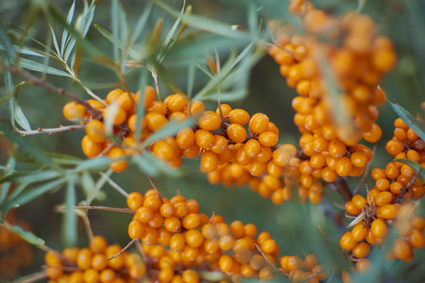 嫩枝上新鲜的沙棘图片下载