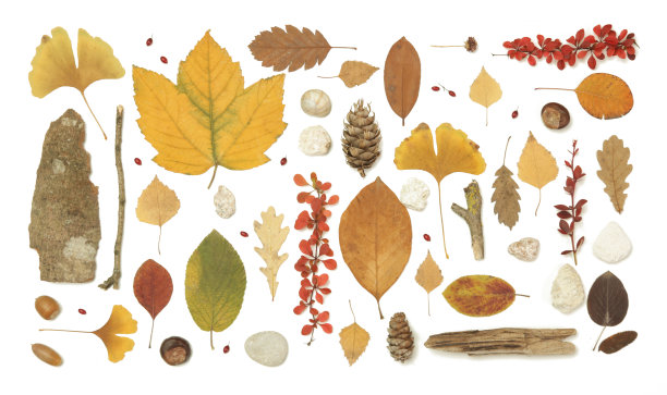 秋天的元素集合。秋季的季节成分多种多样:树叶、细枝、树皮、球果、栗子和石头。设计元素孤立在白色背景。图片下载
