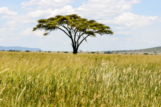 美丽的非洲大草原景观，金合欢树生长在高高的草丛中图片下载