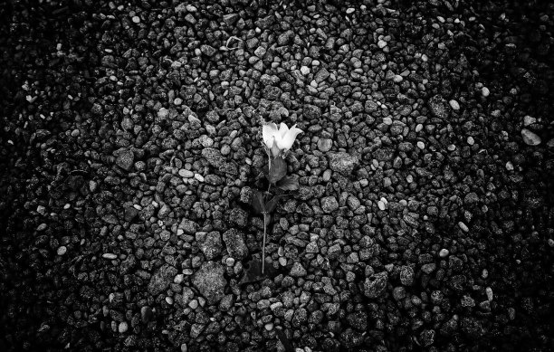 玫瑰躺在地上图片下载